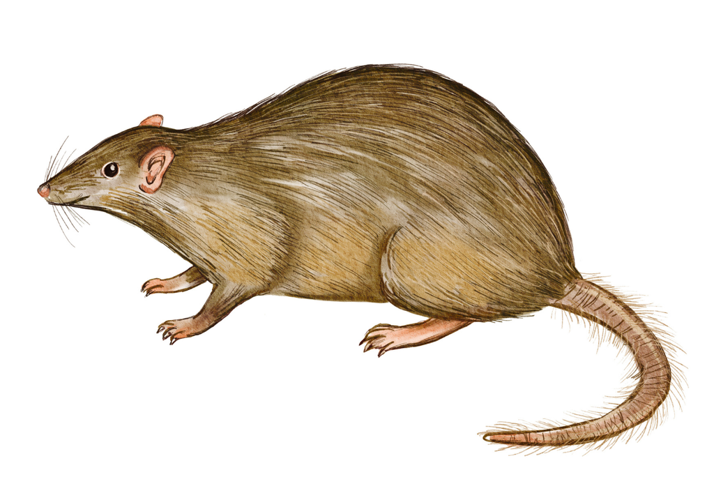 biodiversidad; Australia;extincion; perdida; habitat; UICN