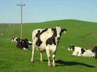 Aditivo alimentario para reducir el metano generado por el ganado