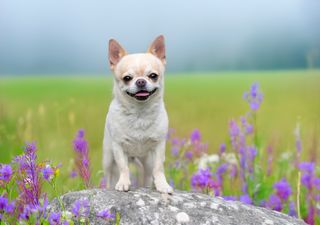 ADN revela como os cães acompanharam os primeiros agricultores pelas Américas