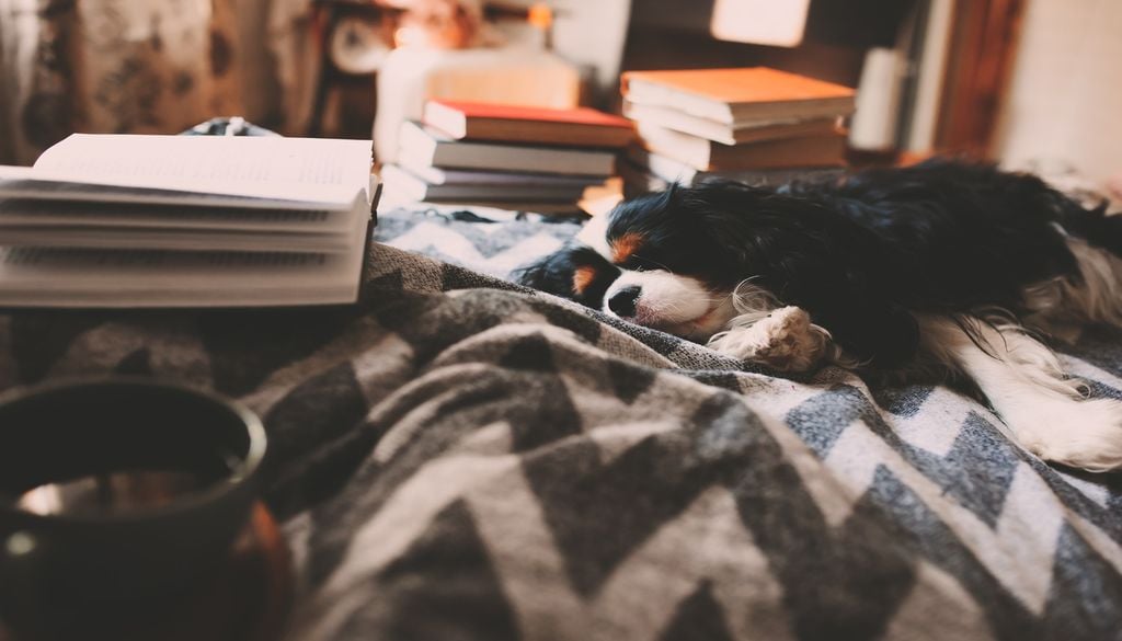 Lecture, thé et chien endormi : une certaine manière de vivre le "lykke".