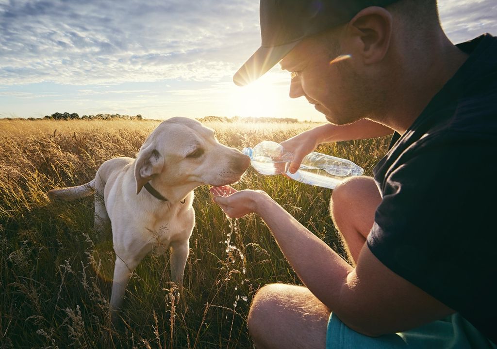 perro bebiendo el agua que su dueño le da desde una botella plástica, durante la puesta de Sol