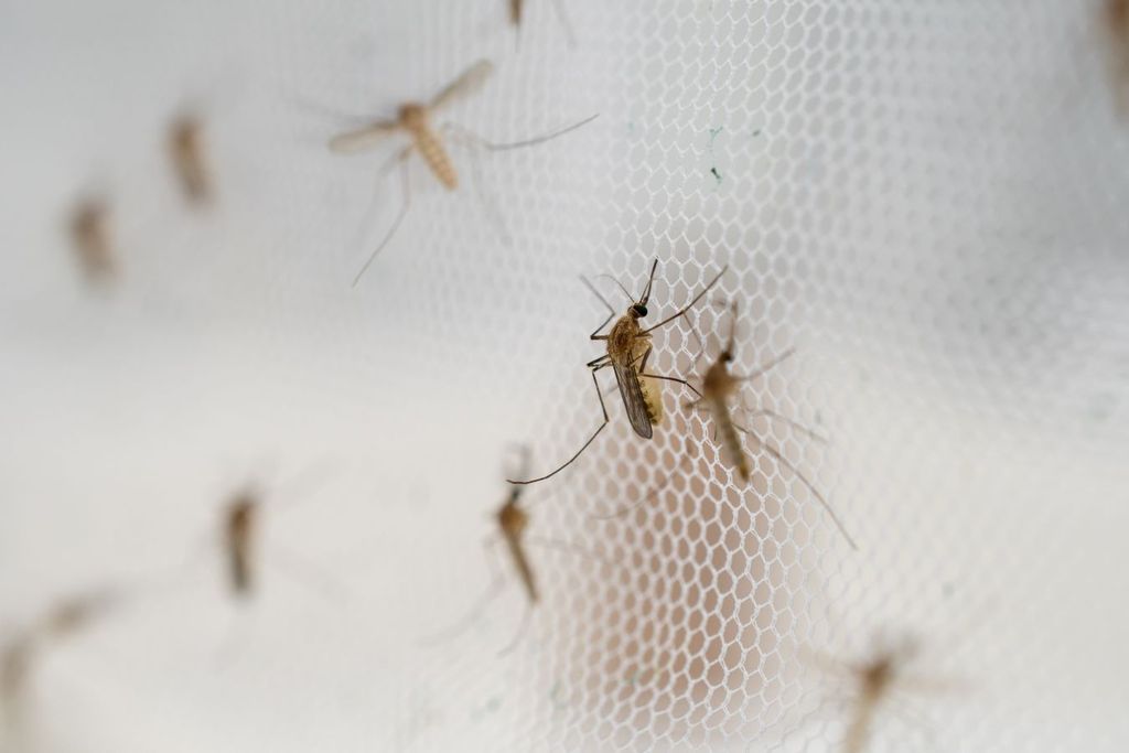 Se detecta un incremento de casos de paludismo en México, pero en casos importados