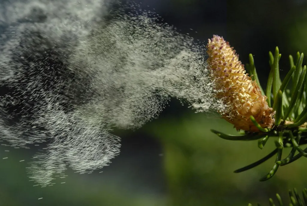 Se incrementa el polen en el país