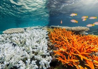 Advierten que la acidez de los océanos ya cruzó un umbral crítico y pone en jaque a ecosistemas y comunidades