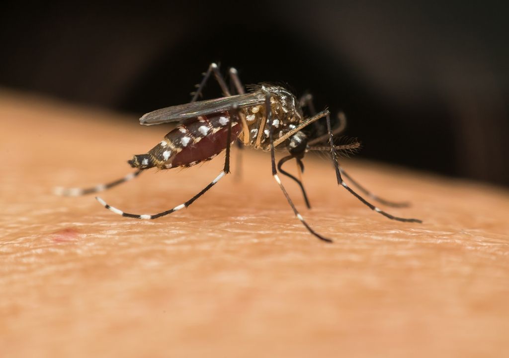 mosquito; zancudo; Aedes aegypti