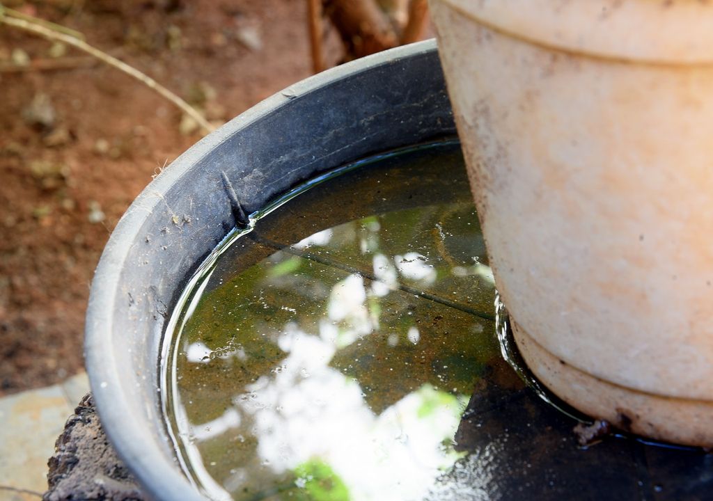 macetero; agua; dengue macetero; agua; dengue