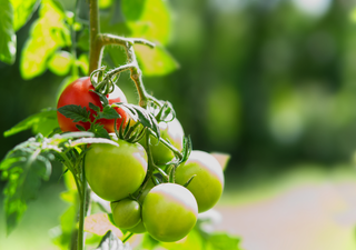 Ärger im Gartenparadies? Warum deine Tomaten nicht rot werden – und wie du sie endlich zum Reifen bringst!