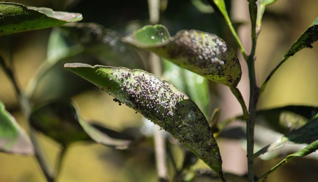 Infestazione di cocciniglie: presenza di piccoli scudetti cerosi o masse cotonose su rami e foglie, spesso accompagnate da melata e fumaggine
