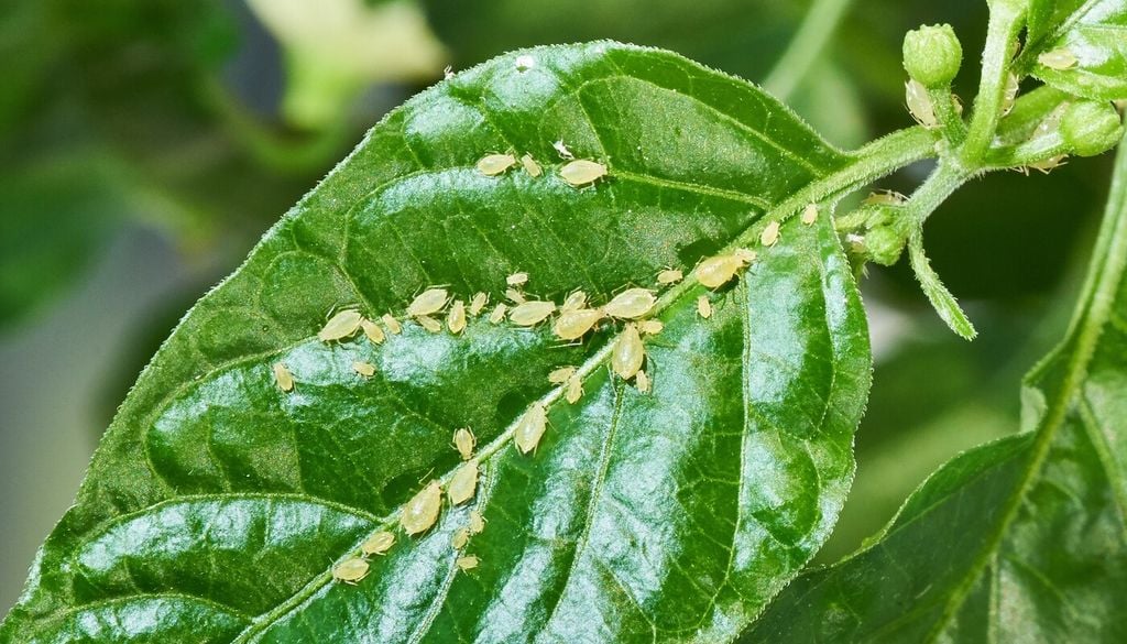Infestazione di afidi: colonie di piccoli insetti verdi o neri su germogli e foglie giovani, con arricciamento delle foglie e presenza di melata