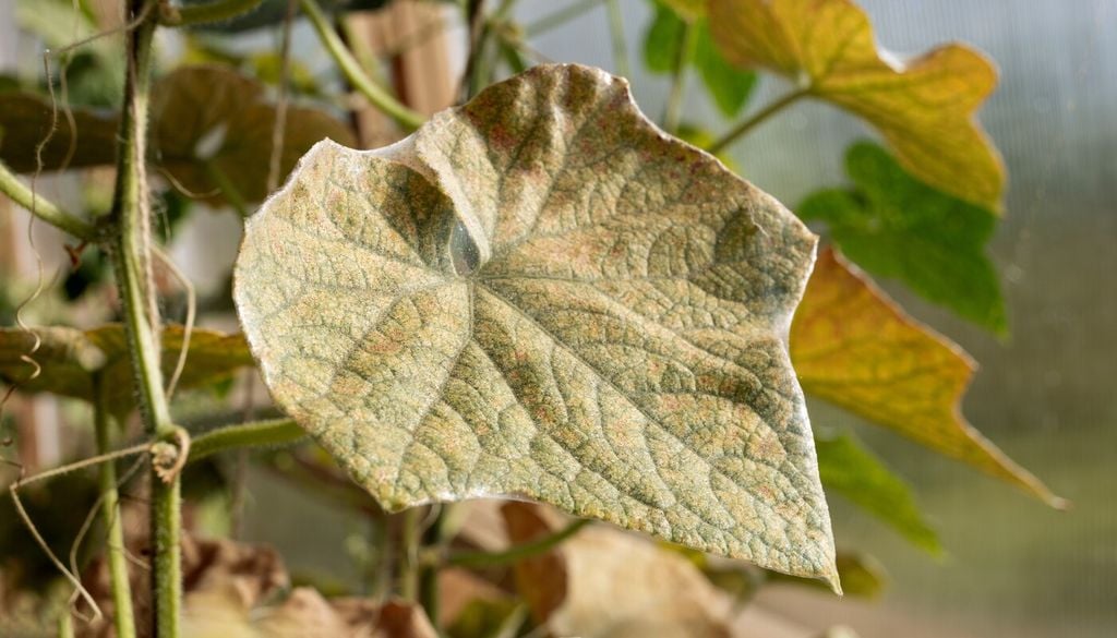Sintomi tipici della presenza di insetti fitomizi: ingiallimento delle foglie, arricciamento dei germogli, deperimento generale della pianta e presenza di melata sulle superfici vegetali