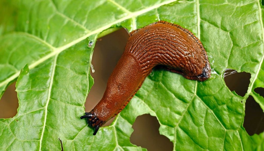 Le limacce si nutrono di tessuti vegetali teneri, lasciando tipiche erosioni irregolari e fori sulle foglie; sono particolarmente attive in condizioni di elevata umidità