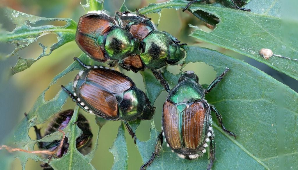 Il coleottero giapponese si nutre delle foglie delle piante ornamentali e da orto, provocando tipiche erosioni a “scheletro” del lembo fogliare