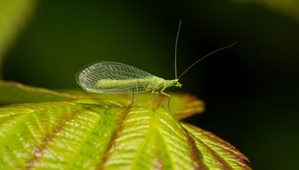 La crisoperla carnea è un utile predatore naturale di afidi e altri piccoli fitofagi, impiegato nella lotta biologica per il contenimento delle infestazioni in giardino e in orto