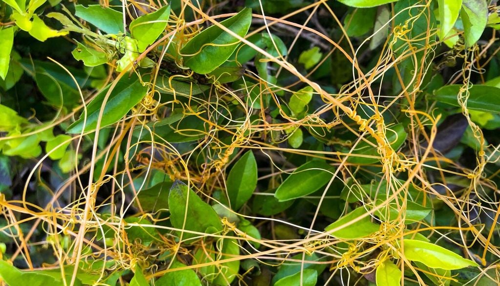 Anche tra gli organismi vegetali esistono specie parassite: la cuscuta è una pianta priva di clorofilla che si avvolge sui tessuti ospiti, sottraendo linfa e indebolendo progressivamente la pianta infestata