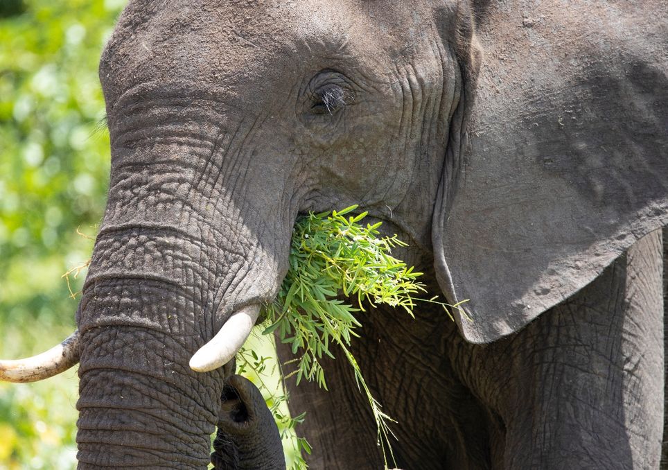 África está perdiendo sus elefantes: la población total de esta especie se desplomó un 77 % en los últimos 50 años elefantes
