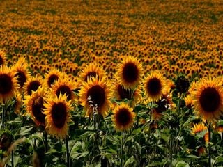 Agosto de 2019 teve temperaturas acima da média