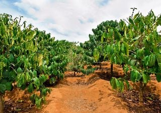 Agricoltura intelligente, come si nutrirà il mondo quando la popolazione arriverà a 10 miliardi?