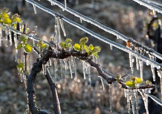 Rischio gelate tardive, tornano le fiaccole anti-gelo per i frutteti