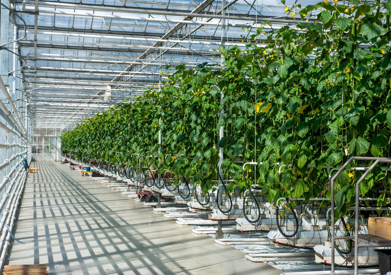 Atualmente, muitos produtores de produtos hortícolas utilizam estufas ou politúneis assim como uma monitorização cuidadosa das culturas para aumentar a produtividade.