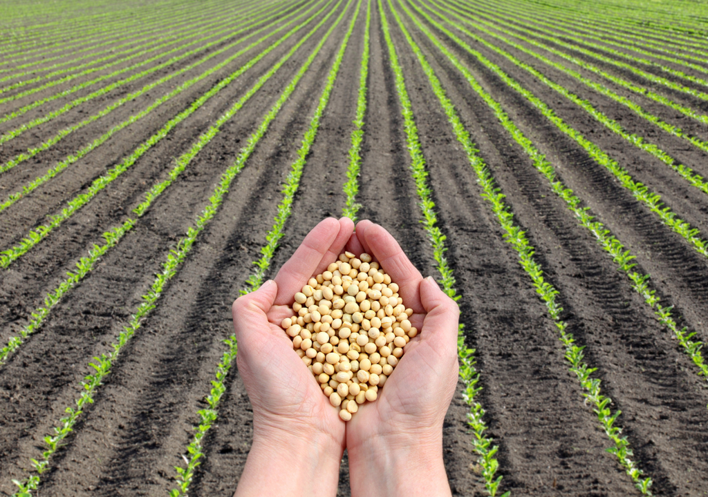Agricultores de Brasil están restaurando la biodiversidad para obtener cultivos resilientes, Meteored, Chile