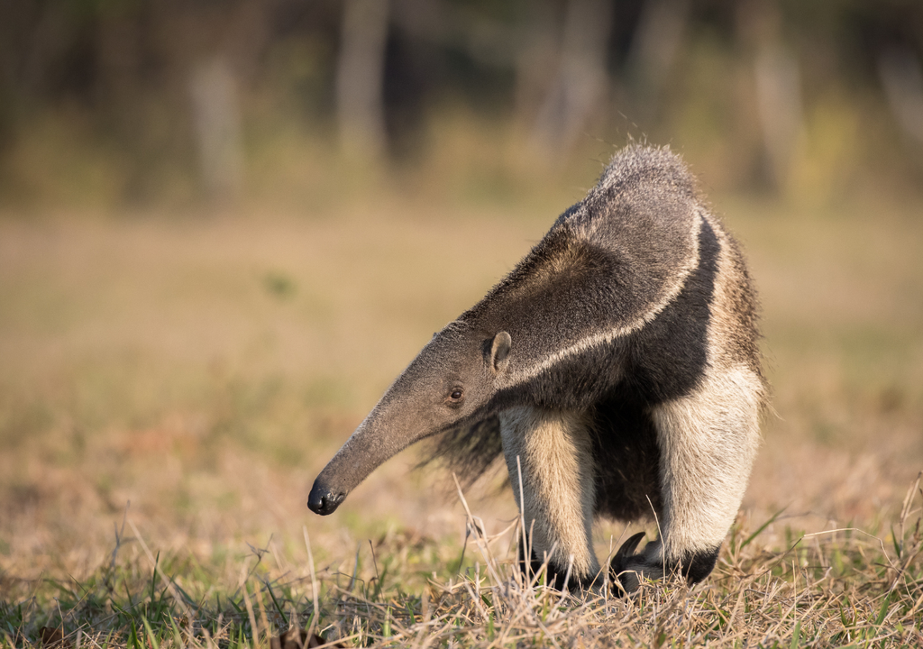 Agricultores de Brasil están restaurando la biodiversidad para obtener cultivos resilientes, Meteored, Chile