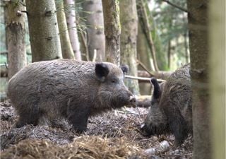 Agricultores exigem indemnizações pelos “enormes prejuízos” causados por javalis e outros animais selvagens