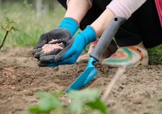 Agricultores y camioneros resienten la escasez de urea, pero ¿por qué?