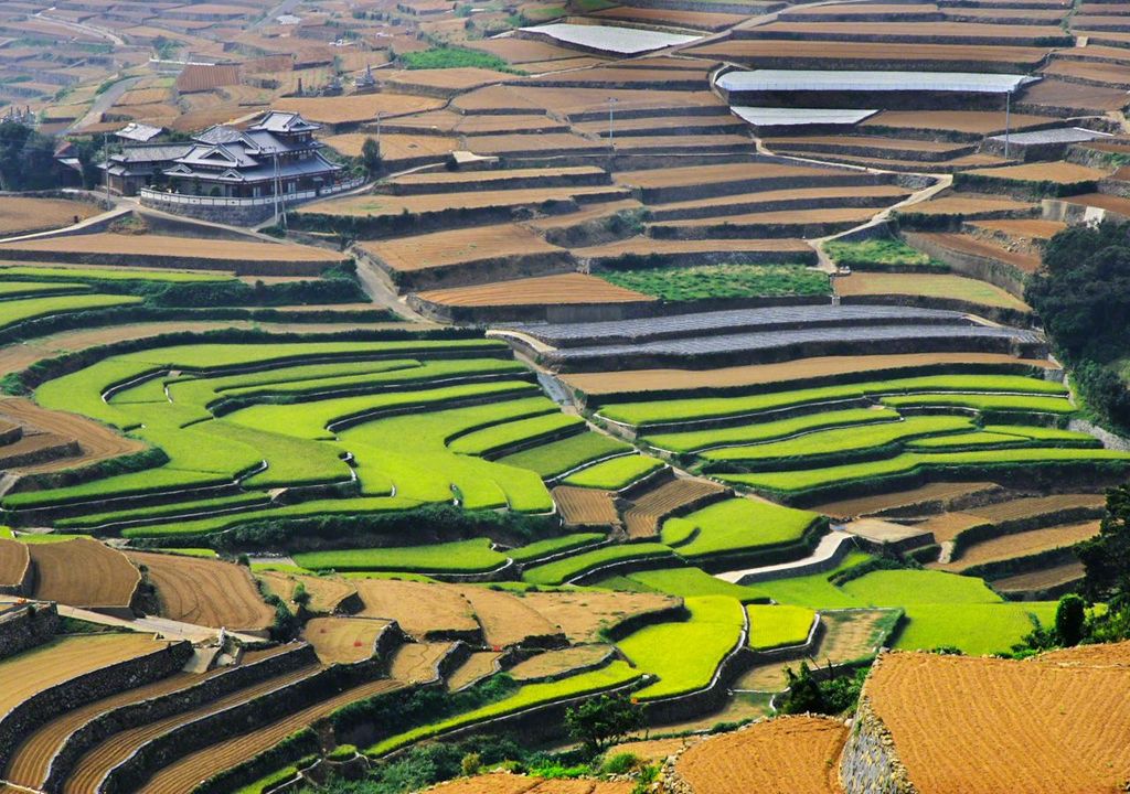 Cultivo de arroz Cultivo de arroz