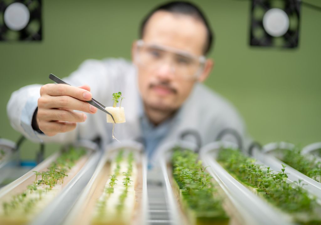 plantas hidropónicas plantas hidropónicas