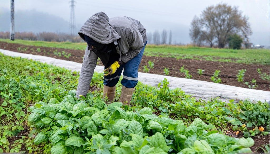 La agricultura familiar campesina enfrenta los desafíos del cambio climático mediante prácticas sustentables, el uso eficiente del agua y la adaptación de los cultivos, contribuyendo a la producción agropecuaria y a la seguridad alimentaria. La agricultura familiar campesina enfrenta los desafíos del cambio climático mediante prácticas sustentables, el uso eficiente del agua y la adaptación de los cultivos, contribuyendo a la producción agropecuaria y a la seguridad alimentaria.