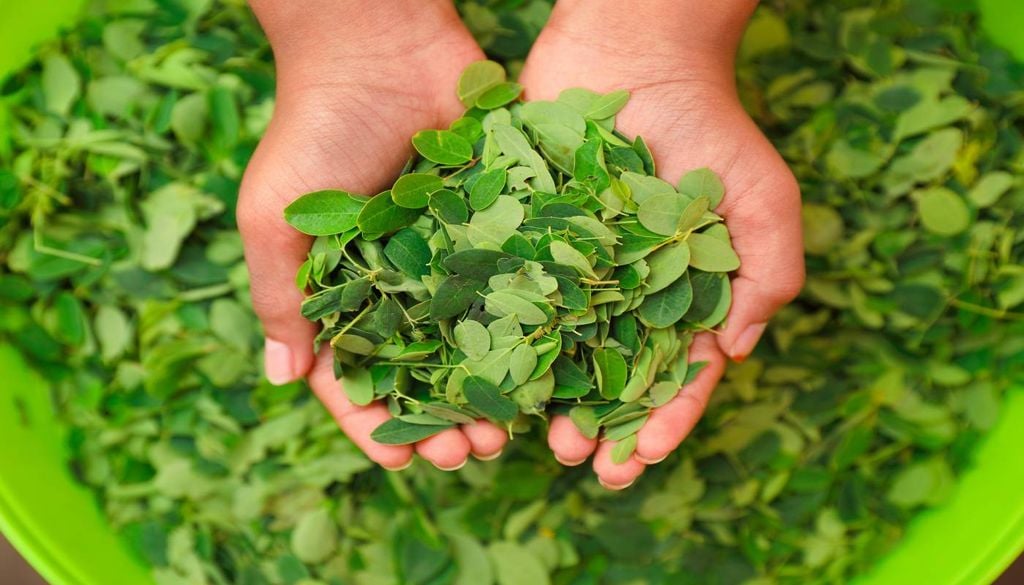 Produção agrícola A CNA sublinha que a agricultura familiar é “pedra basilar na construção da soberania alimentar nacional”, permitindo ao país tornar-se “mais resistente às crises e constrangimentos”.