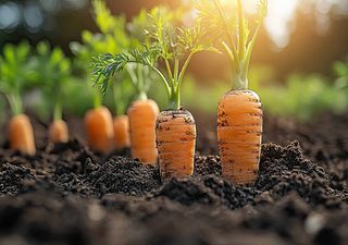 Agricultura nas Escolas. Projeto envolveu 370 crianças de escolas básicas de Lisboa, Porto e Oeiras durante um semestre