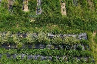 USP e Cargill lançam projeto de 3 anos com plantas de cobertura para solo saudável, carbono e produtividade