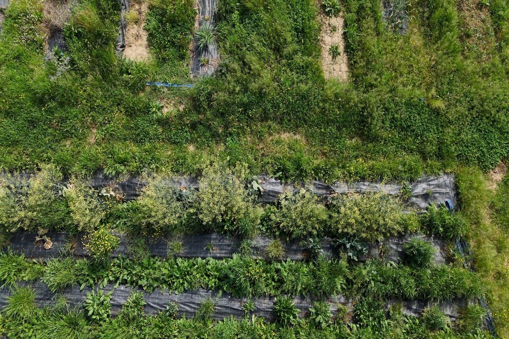 Regenerativa, agricultura Regenerativa, agricultura