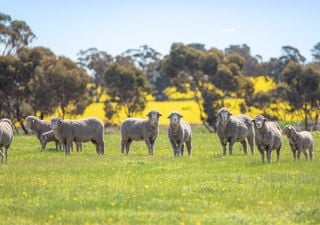 ¿Qué es y cómo funciona la agricultura regenerativa? Un ingeniero agrónomo te lo explica