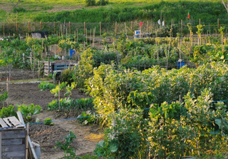 Agricultura urbana e o desafio da sustentabilidade. Pegada de carbono e práticas para um futuro mais verde