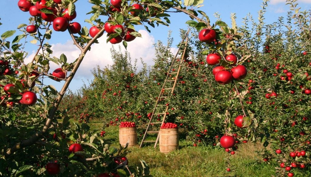 Les produits eux-mêmes peuvent contenir les pesticides Les produits eux-mêmes peuvent contenir les pesticides