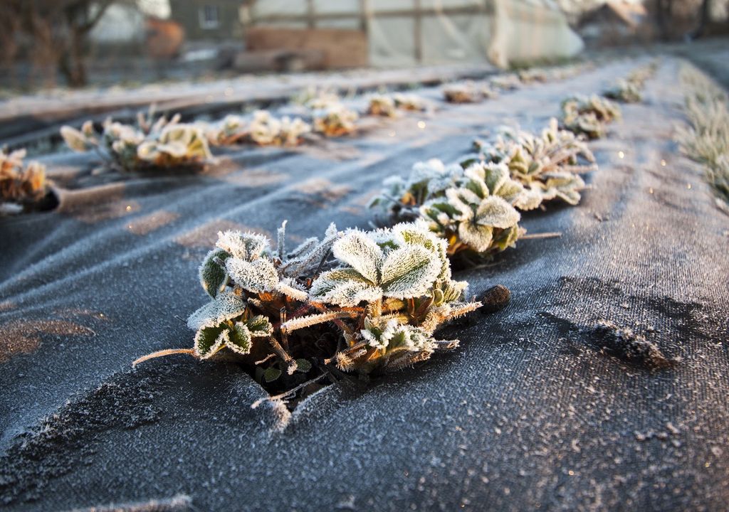 Helada afectando plantación de frutillas Helada afectando plantación de frutillas
