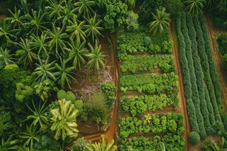 Agrofloresta: como aumentar a qualidade das colheitas com sustentabilidade