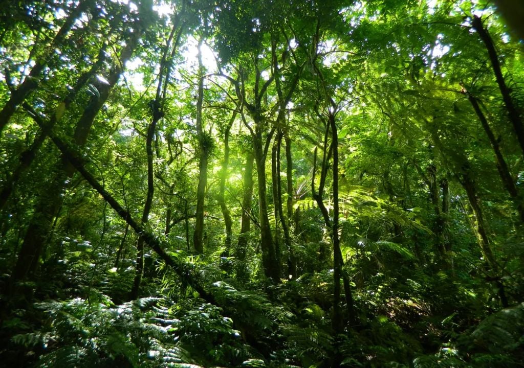A floresta Amazônica abriga a maior biodiversidade do mundo, com 1 em cada 10 espécies conhecidas, além de diversas comunidades indígenas. A floresta Amazônica abriga a maior biodiversidade do mundo, com 1 em cada 10 espécies conhecidas, além de diversas comunidades indígenas.