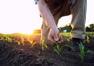 Agrónomos preocupados: un robot cuadrúpedo podría monitorear cultivos en el futuro