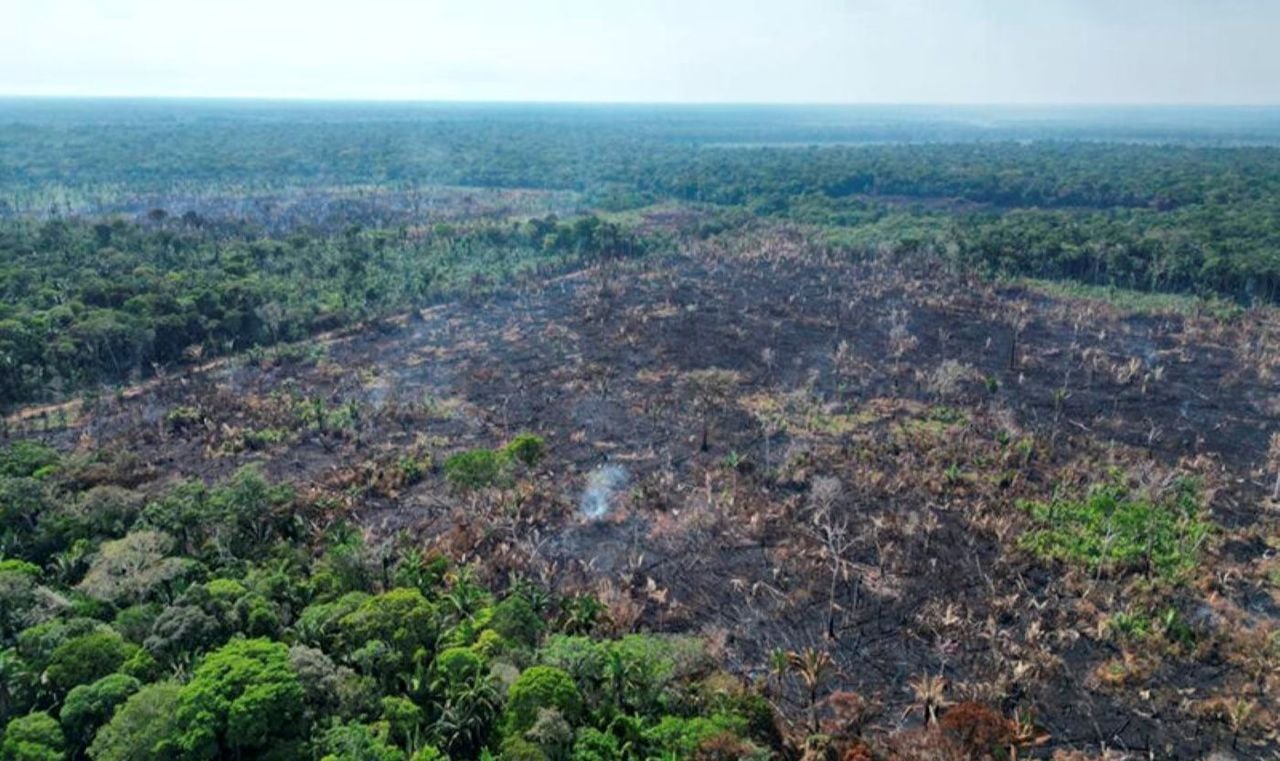 Em 2025, a agropecuária ocupava 65,2 milhões de hectares na Amazônia. Crédito: Divulgação/SSP-AM