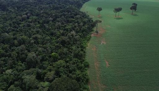 Agropecu&aacute;ria cresce 561% no entorno de &aacute;reas protegidas da Amaz&ocirc;nia em 41 anos