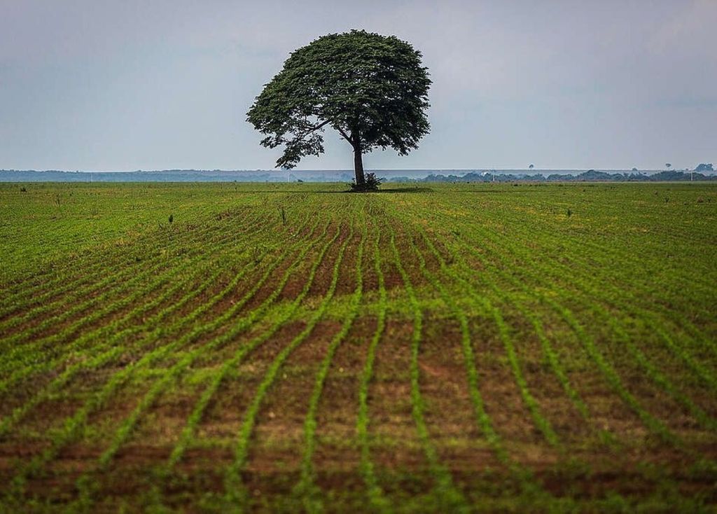 Prejuízos no agro representam 80% do total de R$ 51,1 bilhões registrados na Amazônia. Crédito: Bruno Kelly/Greenpeace