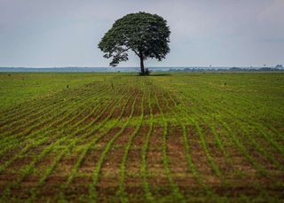 Agropecuária lidera as perdas financeiras por eventos climáticos na Amazônia