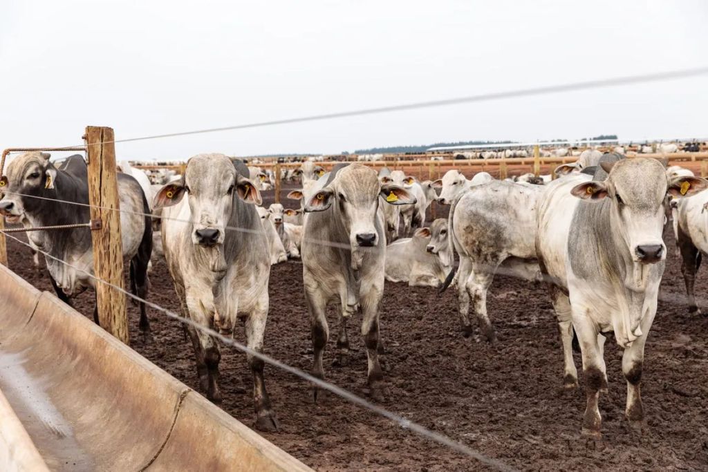 Entre os eventos climáticos, a seca foi a maior causadora de prejuízos para o agronegócio na Amazônia. Crédito: Marcos Vergueiro