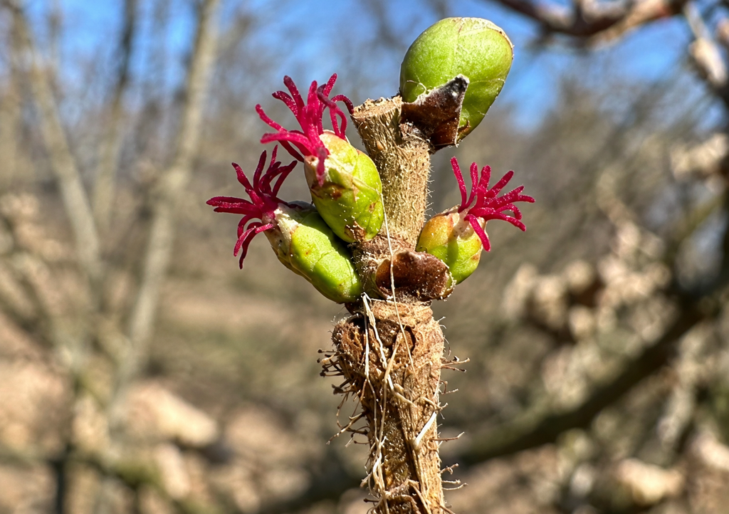 Frutitos de avellano europeo (Corylus avellana L) una alternativa interesante de cultivo mecanizado al sur de Chile