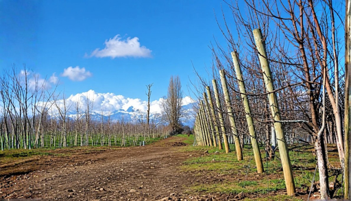 Agua, clima y eventos extremos: los factores que est&aacute;n cambiando el valor productivo de los campos agr&iacute;colas en Chile