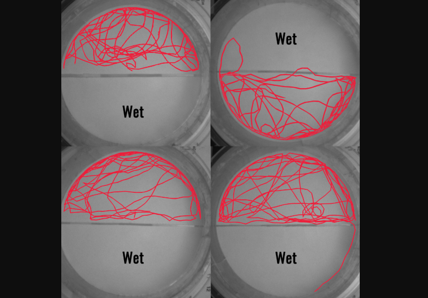 Rastros de movimiento de chinches en el experimento, registrados con una cámara infrarroja bajo iluminación infrarroja. Es evidente que los insectos evitan las superficies húmedas. (Jorge Bustamante, Jr. /Dong-Hwan Choe/UCR)