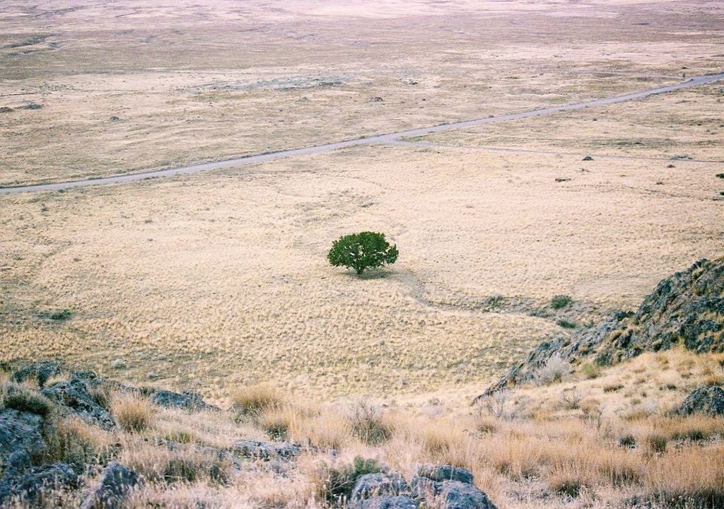 árbol verde en medio de un paisaje seco